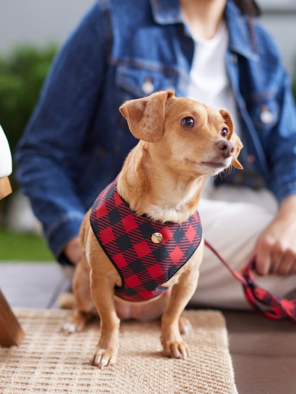 Red & Black Plaid Dog Harness Vest - Cozy Walk-Ready Design